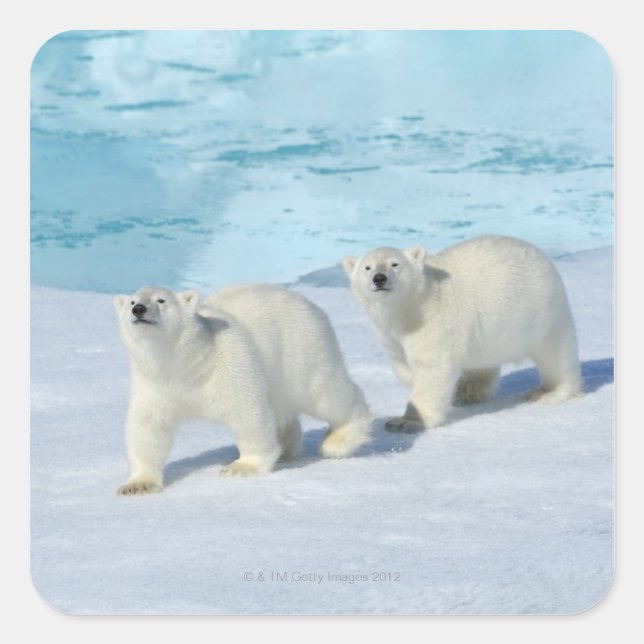 Polar bear, two cups on pack ice, Ursus Square Sticker (Front)