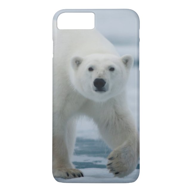 Polar Bear, Ursus Maritimus, Adult Case-Mate iPhone Case (Back)