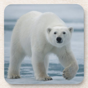 Polar Bear, Ursus Maritimus, Adult Coaster