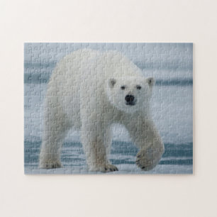 Polar Bear, Ursus Maritimus, Adult Jigsaw Puzzle