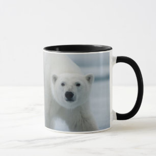 Polar Bear, Ursus Maritimus, Adult Mug