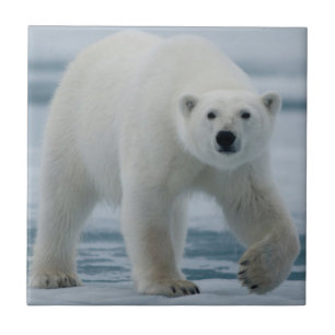 Polar Bear, Ursus Maritimus, Adult Tile