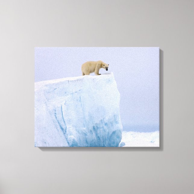 polar bear, Ursus maritimus Canvas Print (Front)