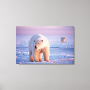 polar bear, Ursus maritimus Canvas Print