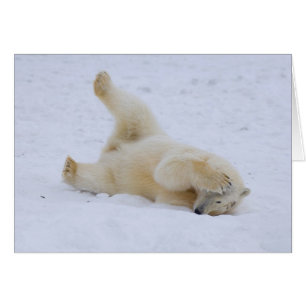 polar bear, Ursus maritimus, cub rolling