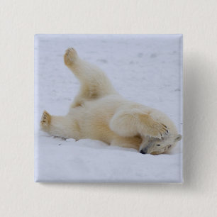 polar bear, Ursus maritimus, cub rolling 2 Inch Square Button