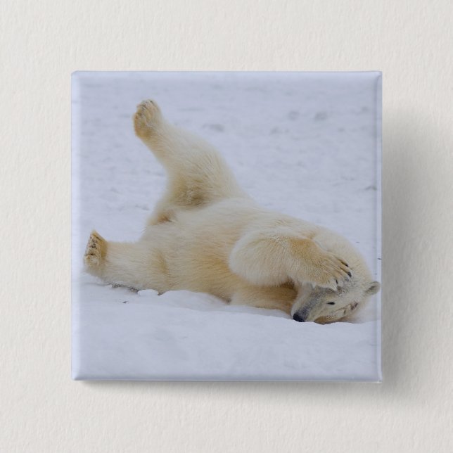 polar bear, Ursus maritimus, cub rolling 2 Inch Square Button (Front)