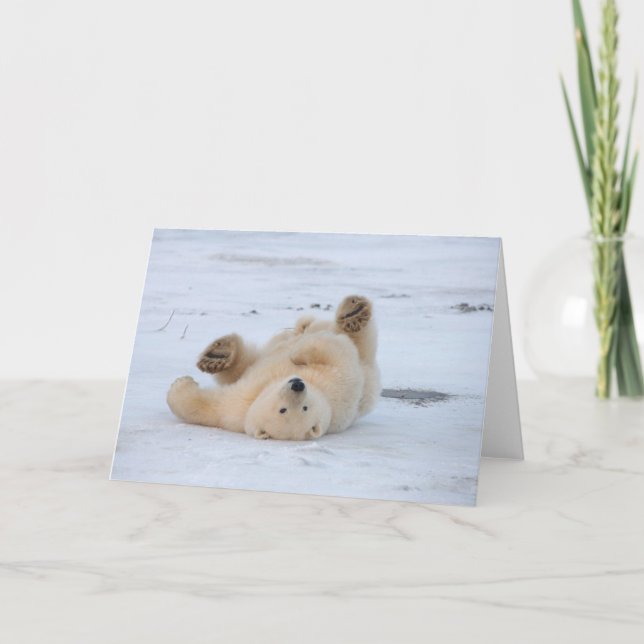 polar bear, Ursus maritimus, cub rolling 3 Card (Front)