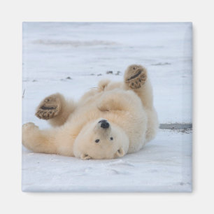 polar bear, Ursus maritimus, cub rolling 3 Magnet