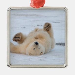 polar bear, Ursus maritimus, cub rolling 3 Metal Ornament