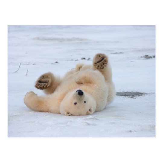 polar bear, Ursus maritimus, cub rolling 3 Postcard