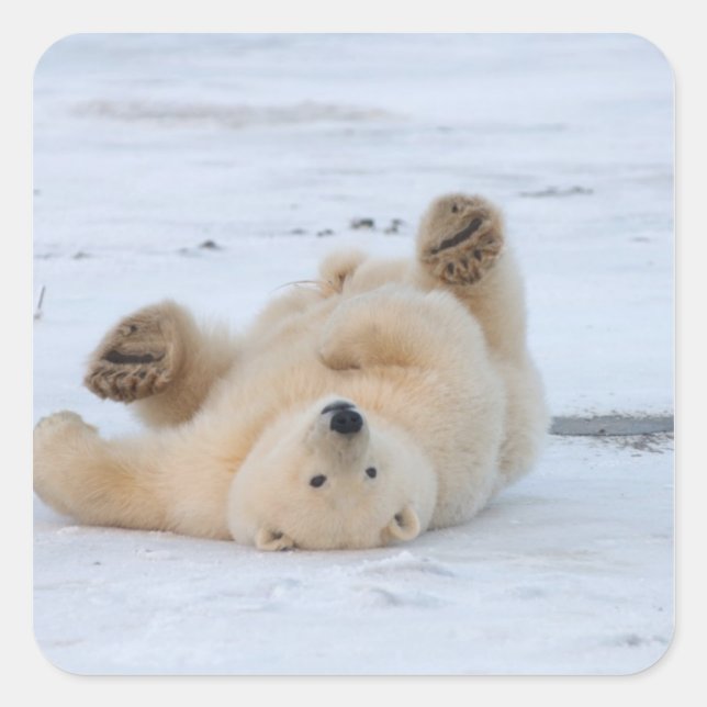 polar bear, Ursus maritimus, cub rolling 3 Square Sticker (Front)