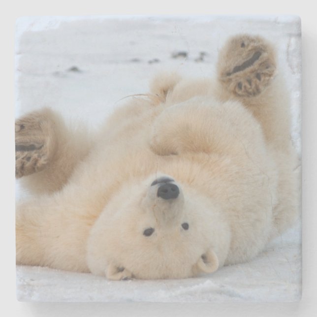 polar bear, Ursus maritimus, cub rolling 3 Stone Coaster (Front)