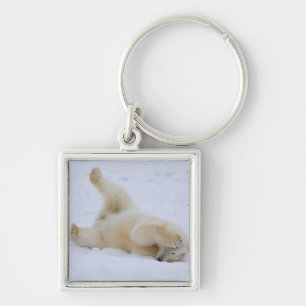 polar bear, Ursus maritimus, cub rolling Keychain