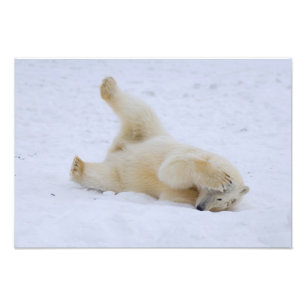 polar bear, Ursus maritimus, cub rolling Photo Print