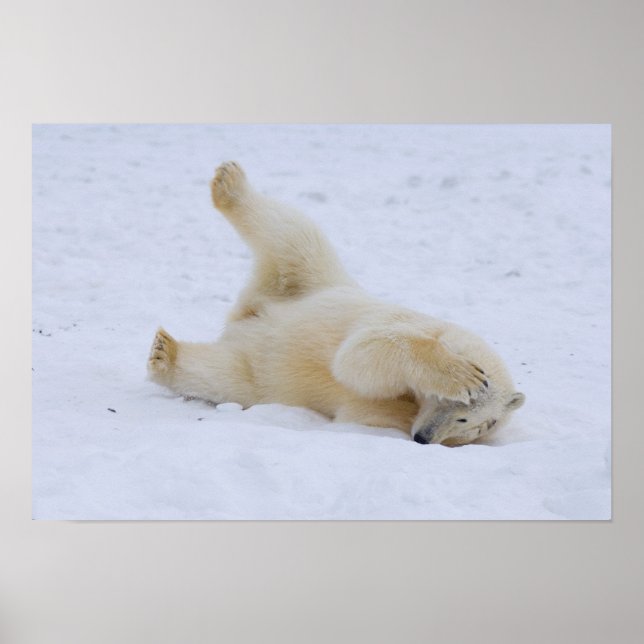 polar bear, Ursus maritimus, cub rolling Poster (Front)