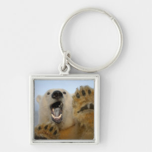 polar bear, Ursus maritimus, curiously looks Keychain