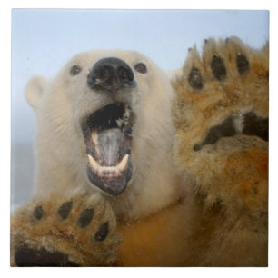 polar bear, Ursus maritimus, curiously looks Tile