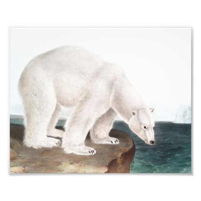 Polar Bear (Ursus maritimus) Illustration Photo Print (Front)