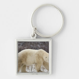 Polar Bear Ursus maritimus) in Churchill Keychain