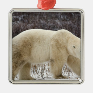 Polar Bear Ursus maritimus) in Churchill Metal Ornament