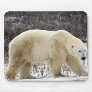 Polar Bear Ursus maritimus) in Churchill Mouse Pad