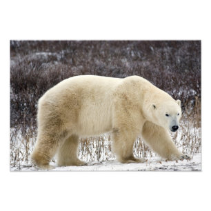 Polar Bear Ursus maritimus) in Churchill Photo Print