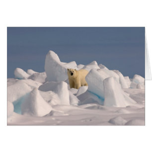polar bear, Ursus maritimus, in rough ice