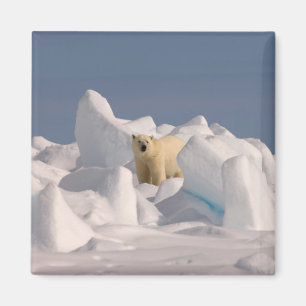 polar bear, Ursus maritimus, in rough ice Magnet