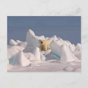polar bear, Ursus maritimus, in rough ice Postcard