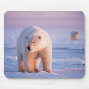 polar bear, Ursus maritimus Mouse Pad