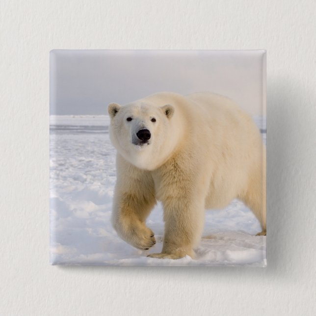 polar bear, Ursus maritimus, on ice and snow, 2 2 Inch Square Button (Front)