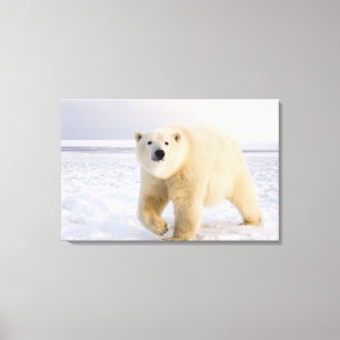 polar bear, Ursus maritimus, on ice and snow, 2 Canvas Print