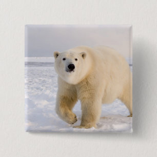 polar bear, Ursus maritimus, on ice and snow, 2 Inch Square Button