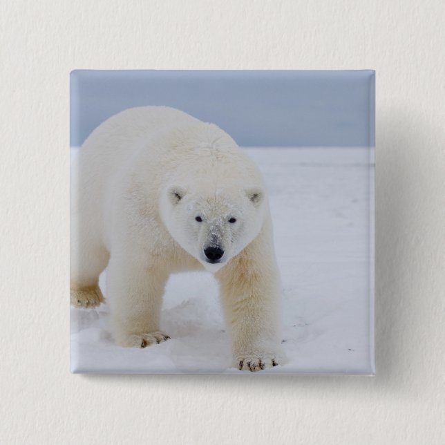 polar bear, Ursus maritimus, on ice and snow, 2 Inch Square Button (Front)
