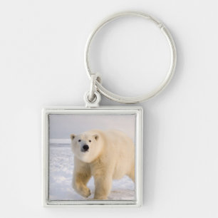 polar bear, Ursus maritimus, on ice and snow, 2 Keychain