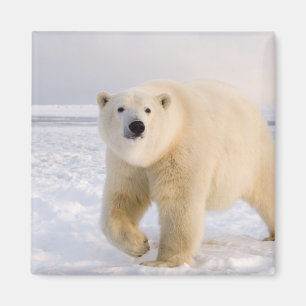 polar bear, Ursus maritimus, on ice and snow, 2 Magnet