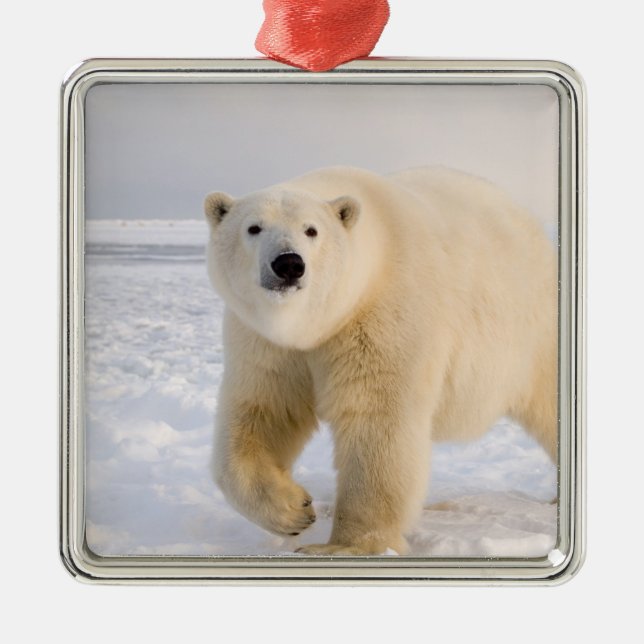 polar bear, Ursus maritimus, on ice and snow, 2 Metal Ornament (Front)