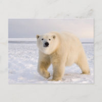 polar bear, Ursus maritimus, on ice and snow, 2