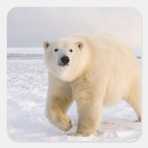 polar bear, Ursus maritimus, on ice and snow, 2 Square Sticker