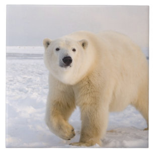 polar bear, Ursus maritimus, on ice and snow, 2 Tile