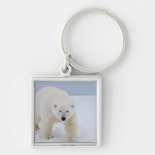 polar bear, Ursus maritimus, on ice and snow, Keychain