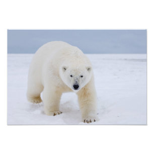 polar bear, Ursus maritimus, on ice and snow, Photo Print
