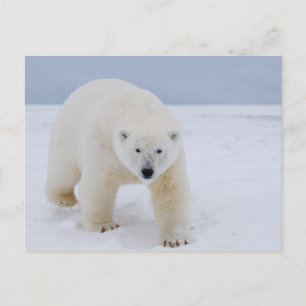 polar bear, Ursus maritimus, on ice and snow, Postcard