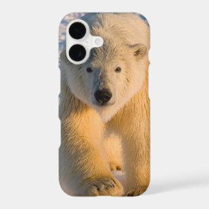 polar bear, Ursus maritimus, polar bear on ice
