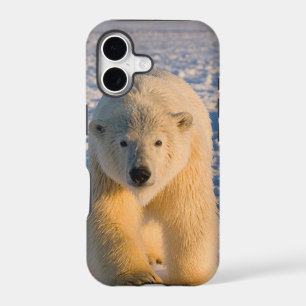 polar bear, Ursus maritimus, polar bear on ice