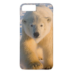 polar bear, Ursus maritimus, polar bear on ice Case-Mate iPhone Case