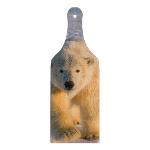 polar bear, Ursus maritimus, polar bear on ice Cutting Board