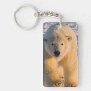 polar bear, Ursus maritimus, polar bear on ice Keychain