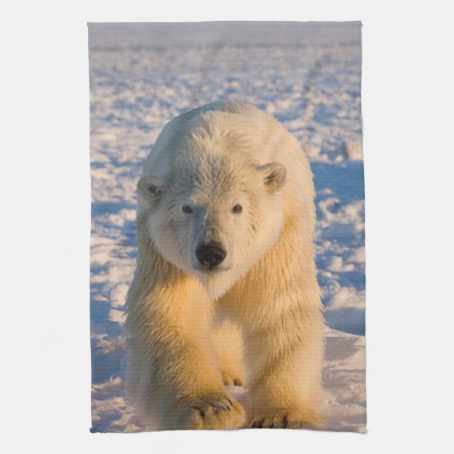 polar bear, Ursus maritimus, polar bear on ice Kitchen Towel (Vertical)